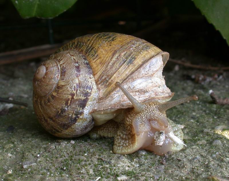 Cornu aspersum (Linnaeus,1758)